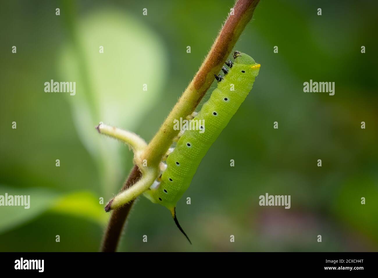 Eine Schneeballmaus (Hemaris Diffinis) in Raupe- oder Larvenform. Raleigh, North Carolina. Stockfoto