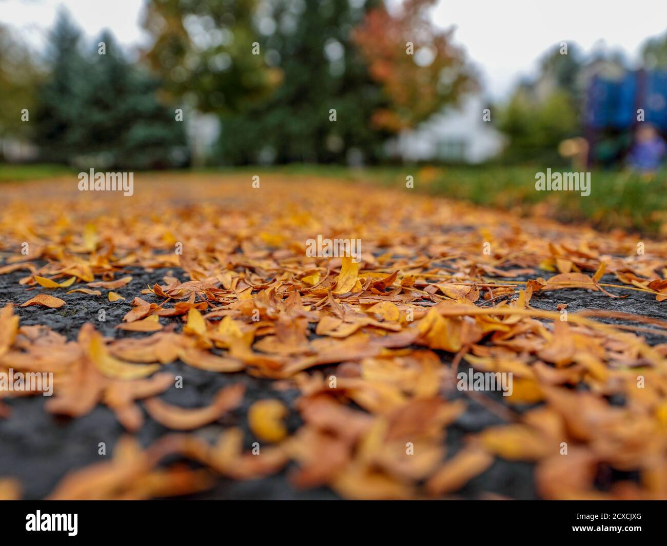 Blick auf gelbe Blätter auf einem dunklen nassen Asphalt Stockfoto