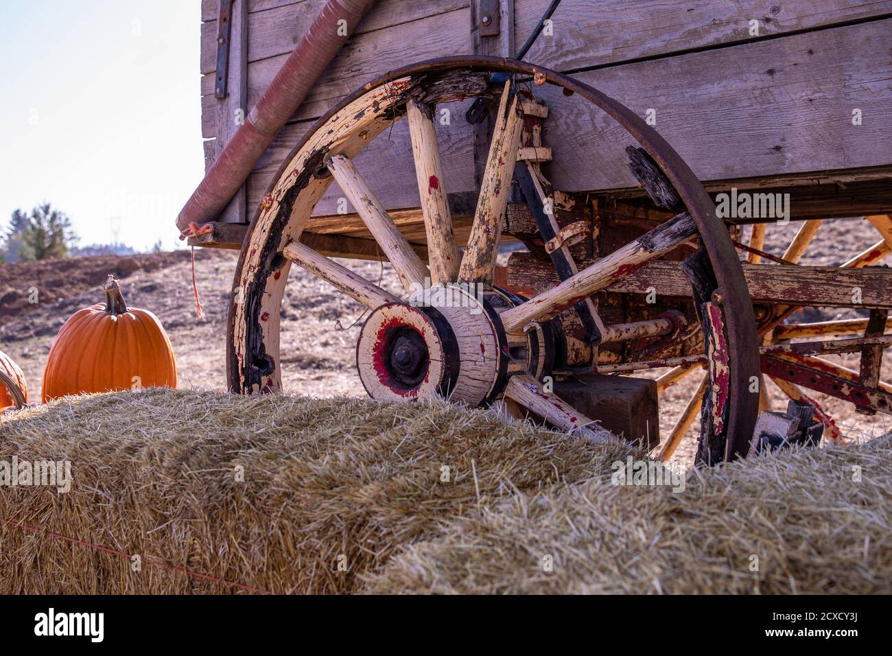 Blick auf ein altes rustikales Wagenrad. Orangefarbene Kürbisse und Strohhalme ballen im Vorder- und Hintergrund. Stockfoto