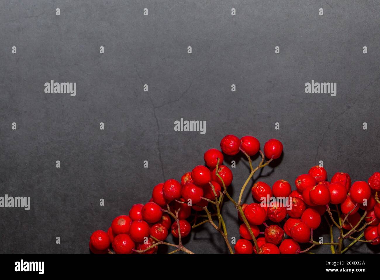 Rahmen von reifen roten Vogelbeeren auf einem dunklen Hintergrund. Herbstkonzept Stockfoto