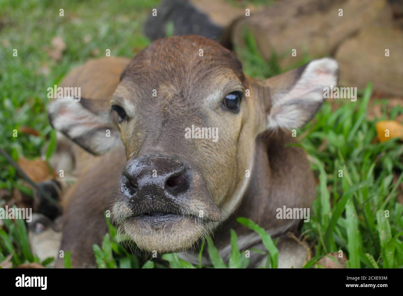 Niedliche Albino Kalb Büffel auf dem Bauernhof, nette Tier. Freund des Bauern Stockfoto