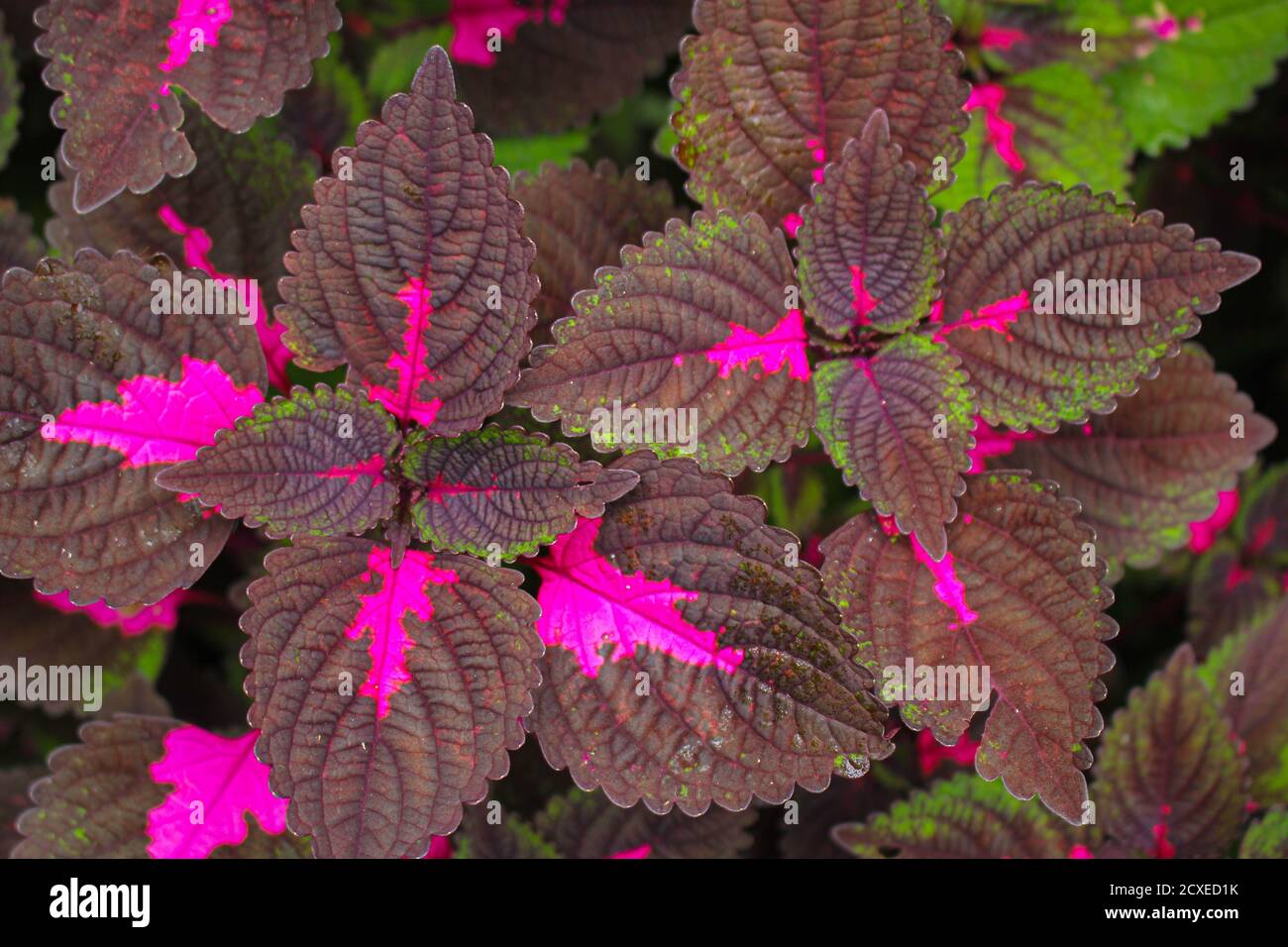 Schöne Blätter, mehrfarbige Blätter rosa, lila und grüne Farbe Blätter wachsen Im Garten Stockfoto