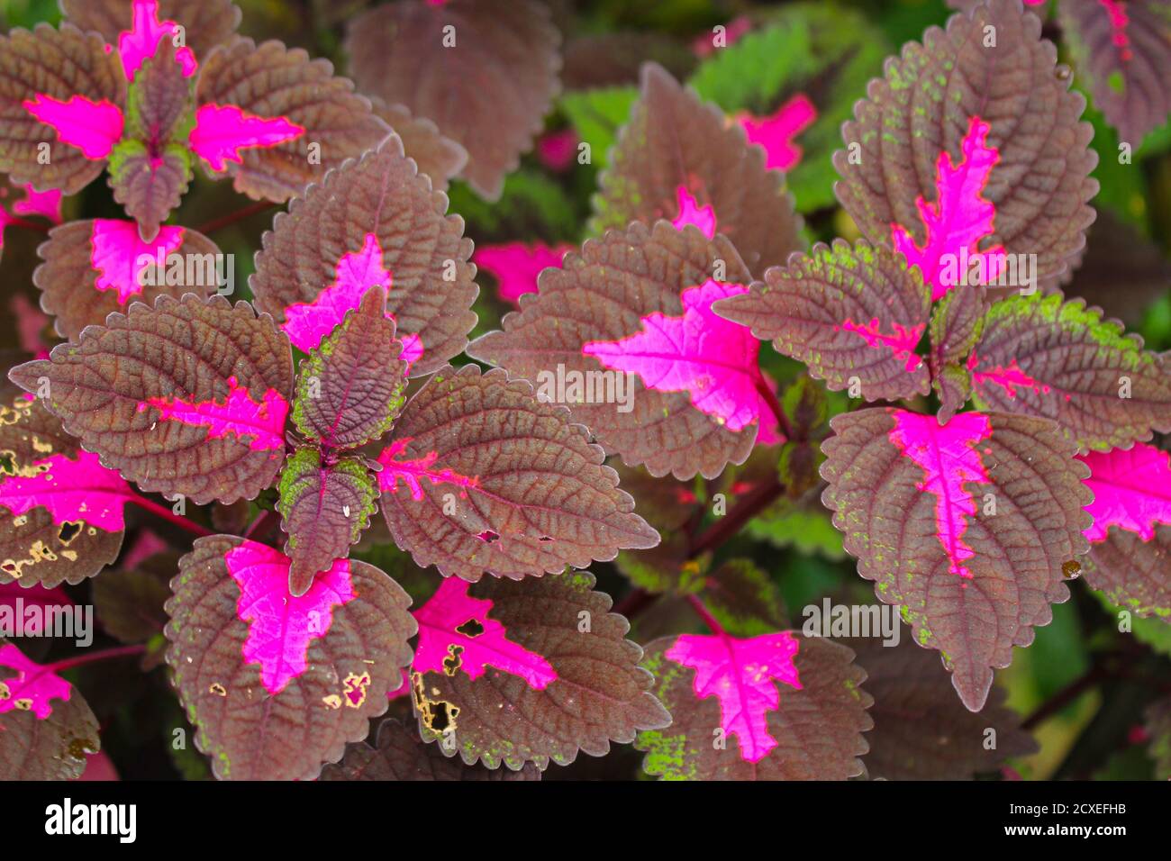 Schöne Blätter, mehrfarbige Blätter rosa, lila und grüne Farbe Blätter wachsen Im Garten Stockfoto