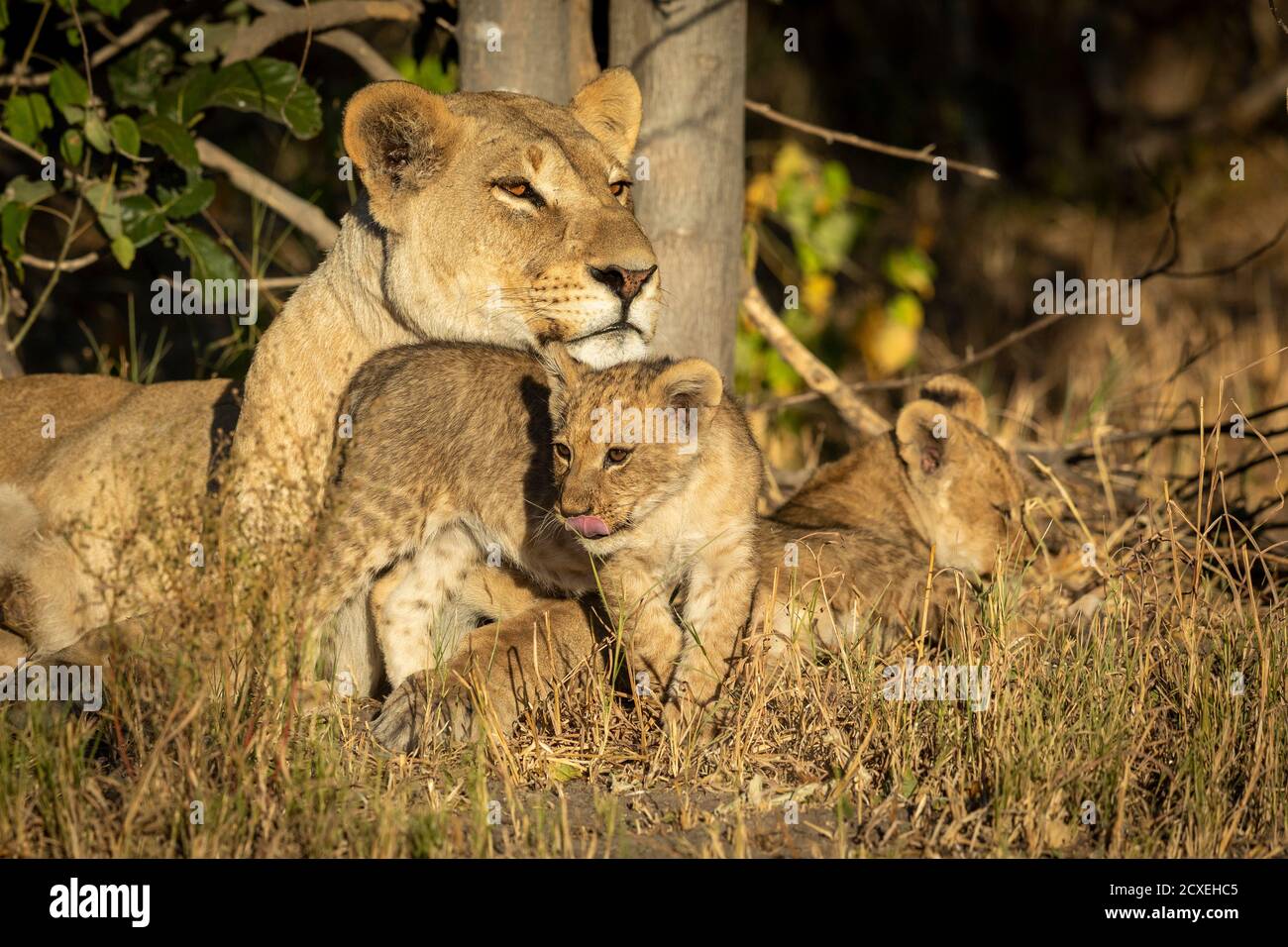 Löwin und ihre jungen Löwen ruhen auf trockenem Gras in der Nähe Ein Baum im Morgenlicht in Botswana Stockfoto
