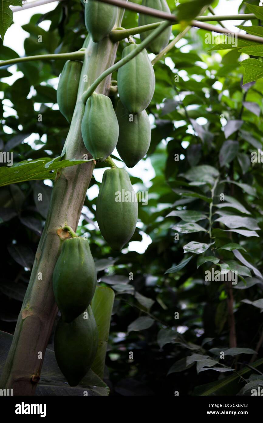 Unreife Papaya Früchte Baum in Gartenhose, close-up, Landwirtschaft Konzept, gesunde Ernährung Konzept Stockfoto