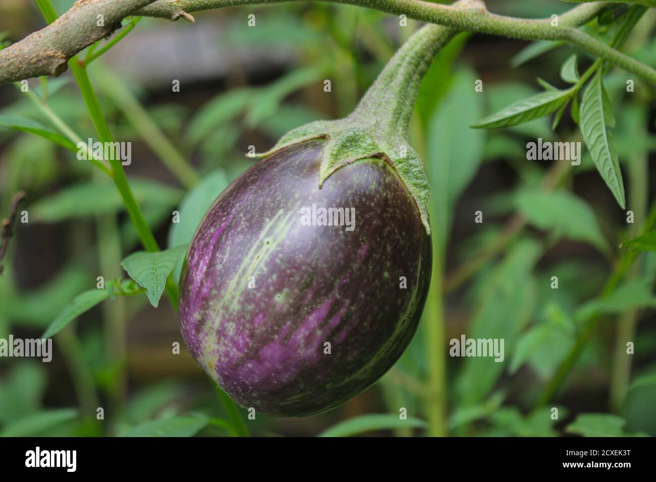 Lila Aubergine auf einem Baum im Garten, laos Menschen lieber Gemüse im Garten Pflanzen Stockfoto