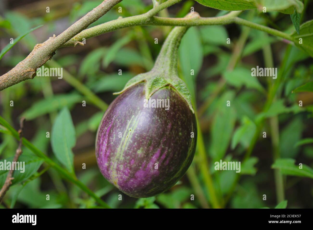 Lila Aubergine auf einem Baum im Garten, laos Menschen lieber Gemüse im Garten Pflanzen Stockfoto