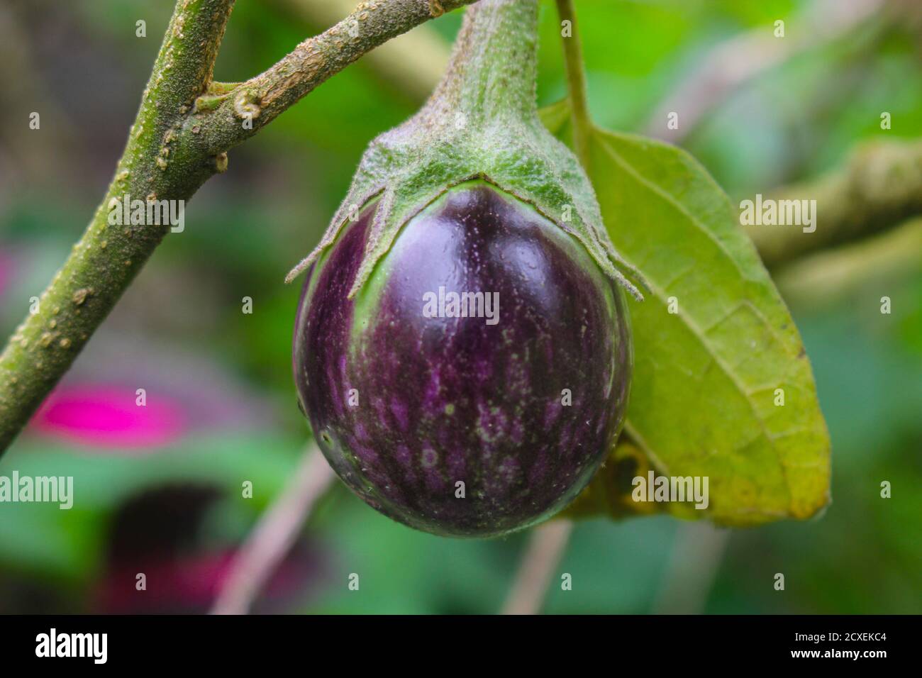 Lila Aubergine auf einem Baum im Garten, laos Menschen lieber Gemüse im Garten Pflanzen Stockfoto