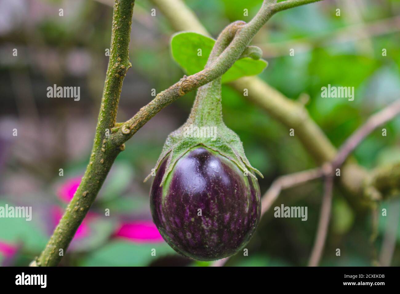 Lila Aubergine auf einem Baum im Garten, laos Menschen lieber Gemüse im Garten Pflanzen Stockfoto