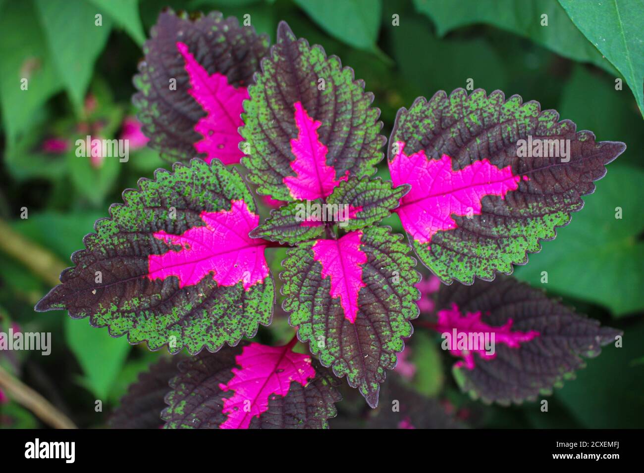 Schöne Blätter, mehrfarbige Blätter rosa, lila und grüne Farbe Blätter wachsen Im Garten Stockfoto