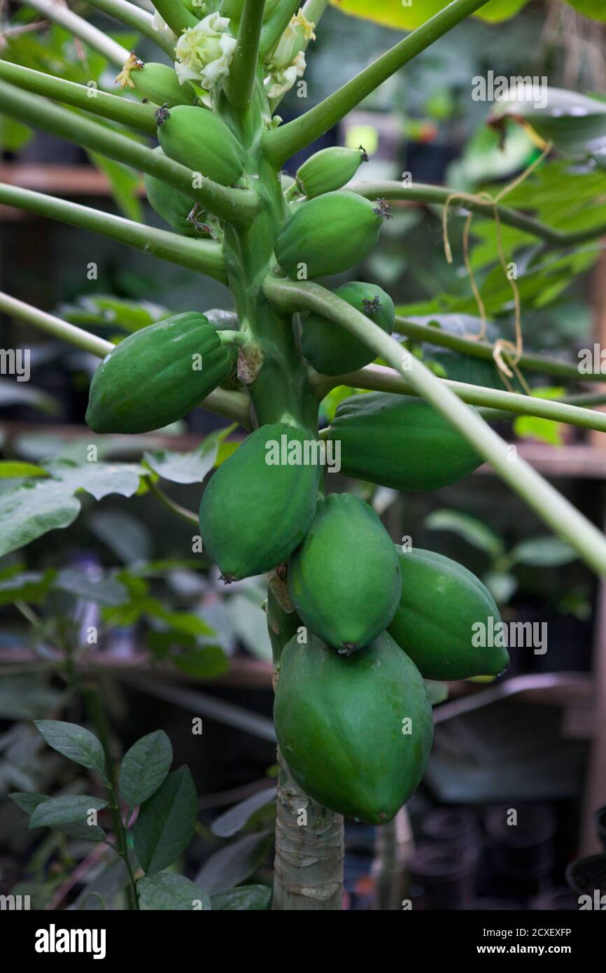 Unreife Papaya Früchte Baum in Gartenhose, close-up, Landwirtschaft Konzept, gesunde Ernährung Konzept Stockfoto