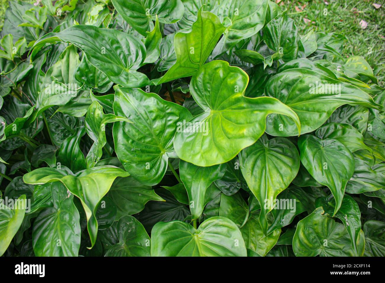 Tropische grüne Blätter, Blätter Textur asien Natur Bild Stockfoto