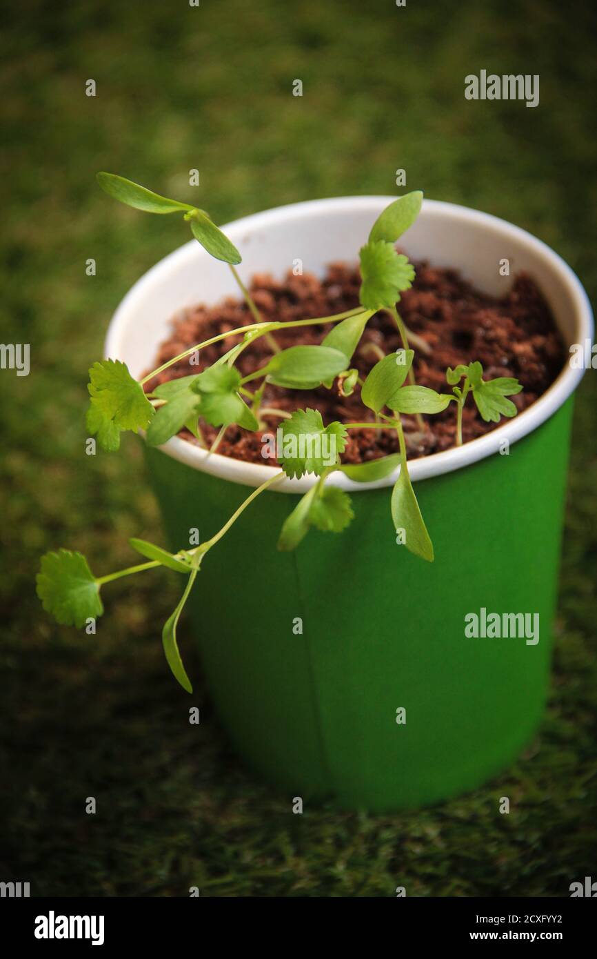 Grüne Tasse auf Gras mit Erde und gefüllt Frische Pflanze wächst Stockfoto
