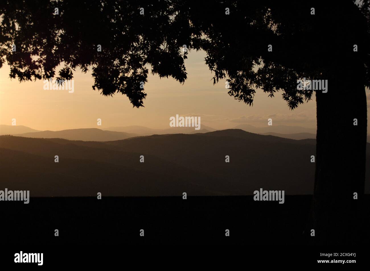 Panoramablick auf die toskanische Landschaft von Montalcino Dorf in der Sonnenuntergangslicht und eine große Baumsilhouette im Vordergrund Stockfoto
