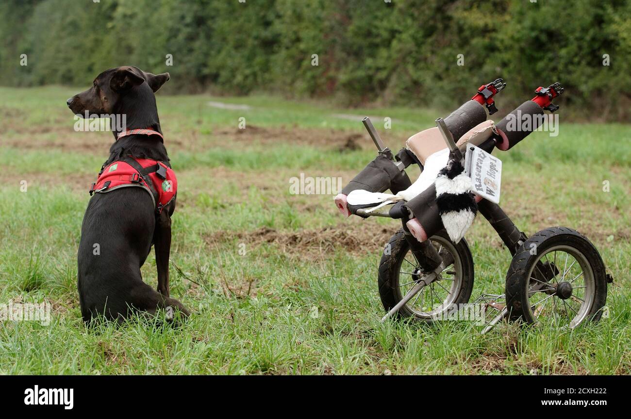 3 Monate Alter Hund Stockfotos und bilder Kaufen Alamy