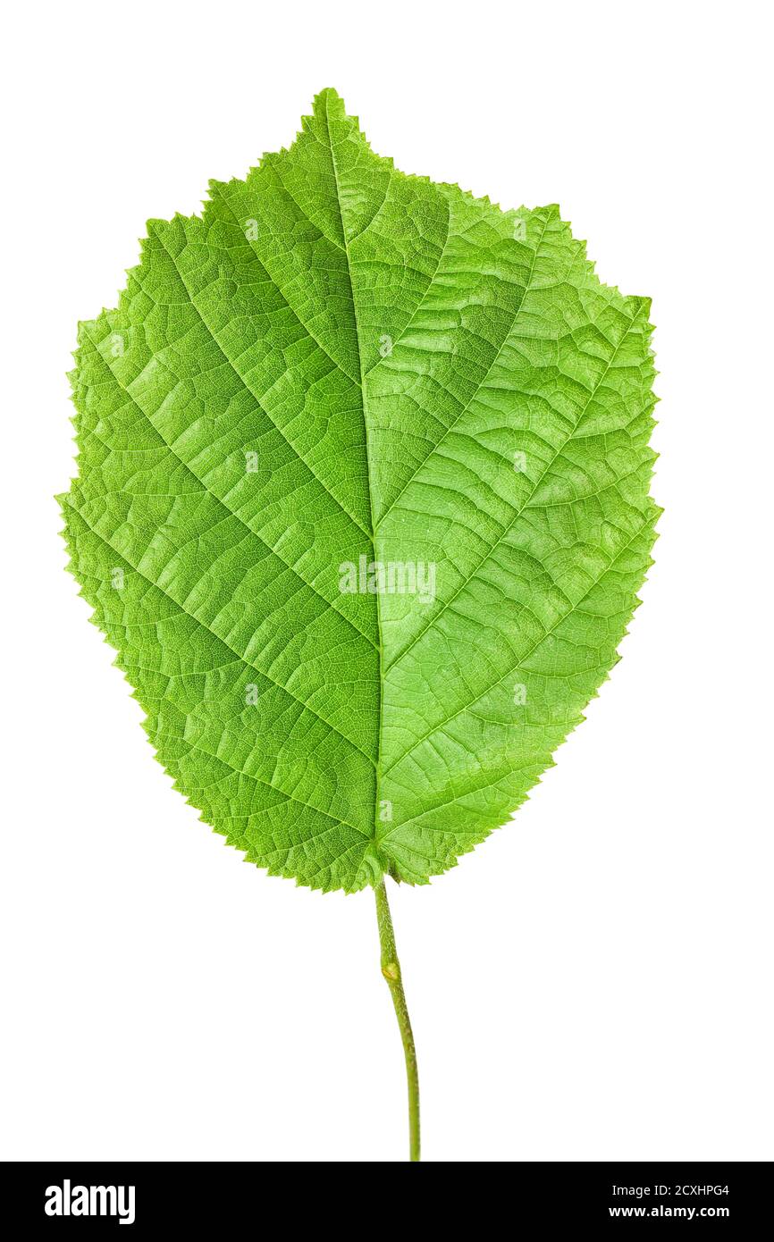Haselnussblatt isoliert auf weißem Hintergrund mit Schnittpfad Stockfoto