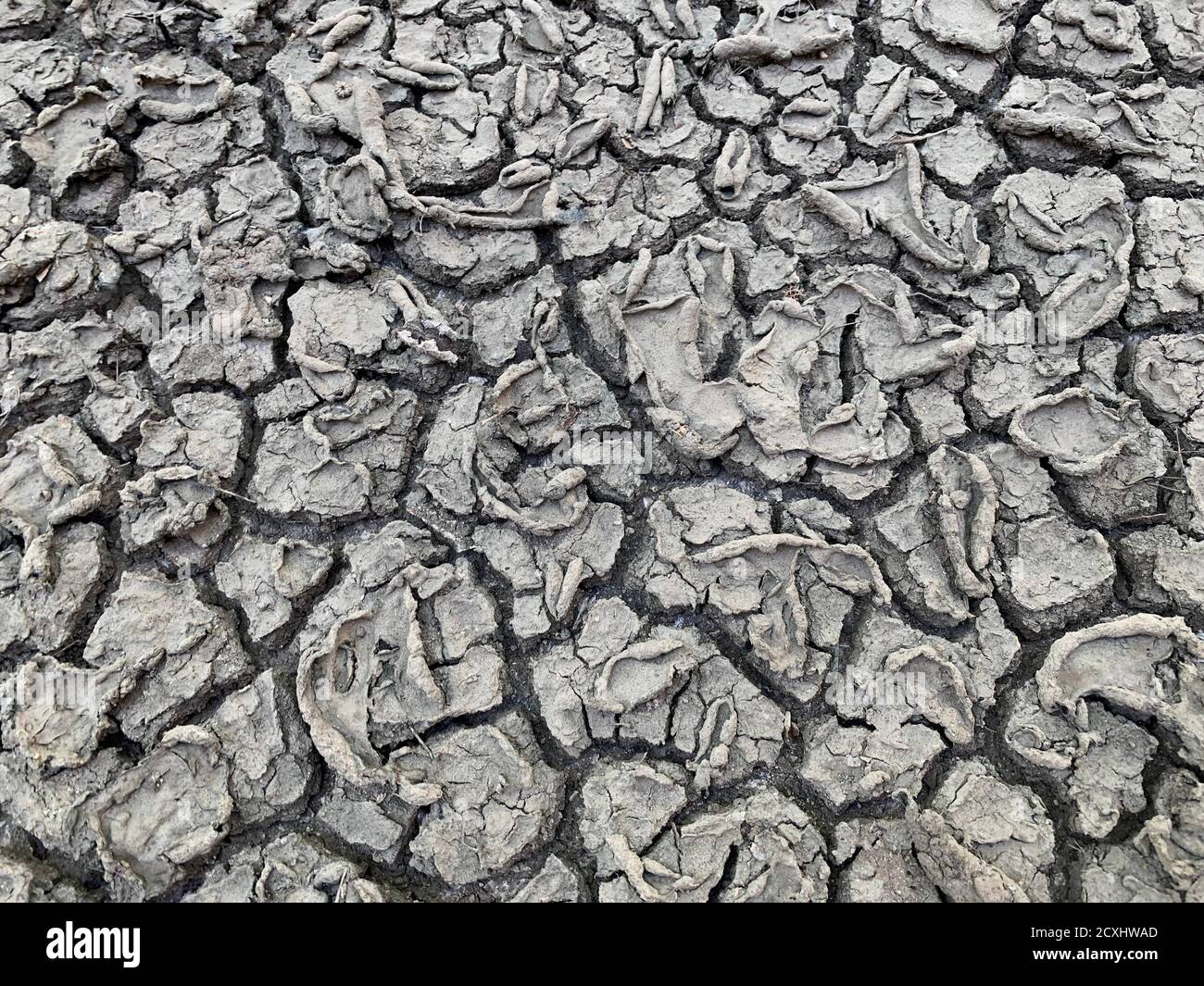 Gerissene Bodenstruktur. Trockene Erde. Wüstenboden Hintergrund. Ungewöhnliche Muster auf getrocknetem grauem Schlamm. Rissiger Boden während einer Dürre. Stockfoto