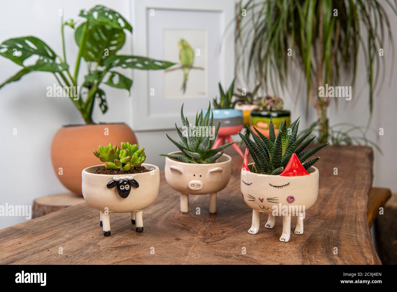 Kaktus in bunten Tpfen im Wohnzimmer Stockfotografie - Alamy