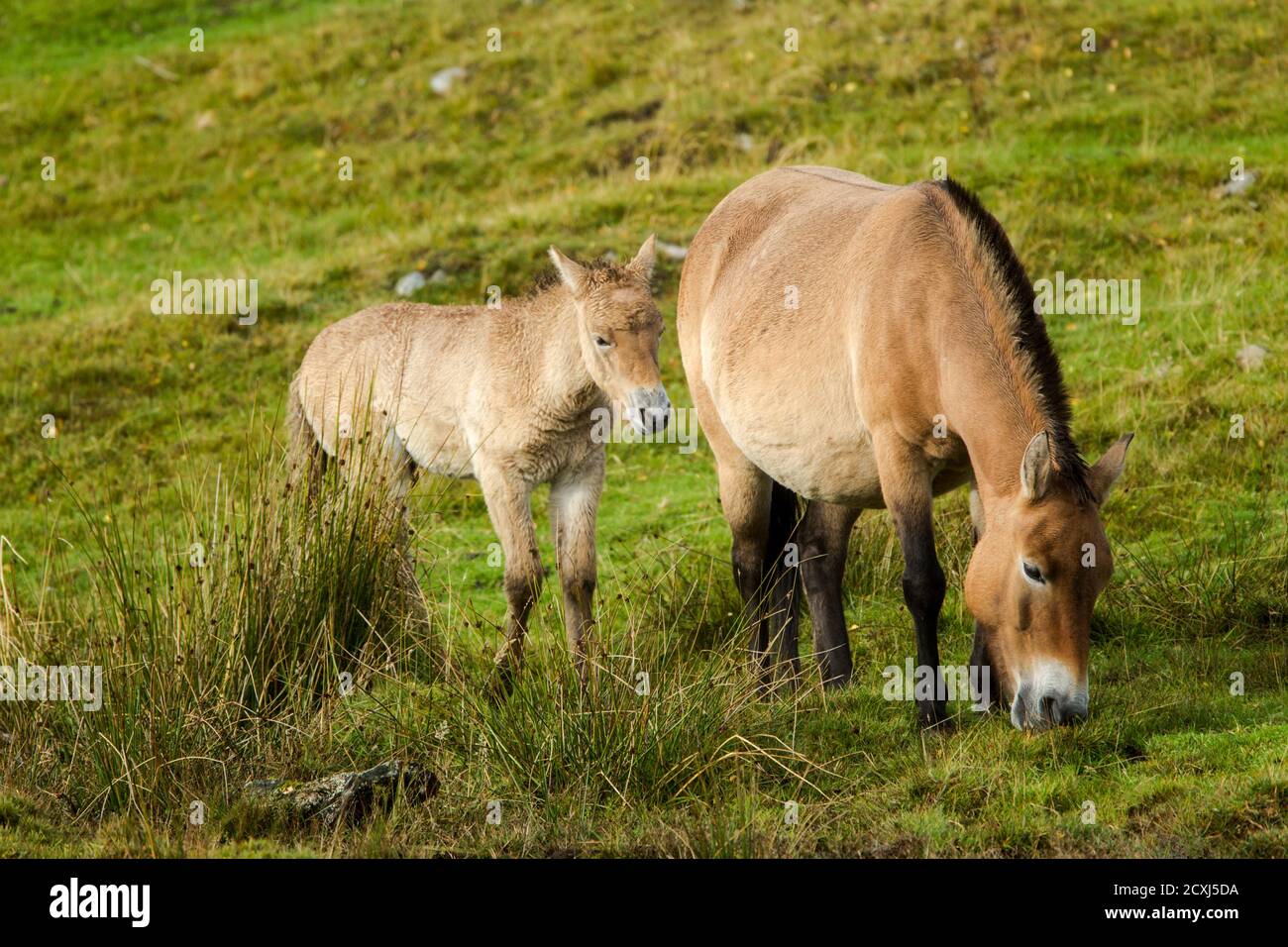 Eine Stute und Fohlen Przewalskis Pferd (Equus przewalskii) oder (Equus ferus przewalskii), auch das mongolische Wildpferd oder Dzungarian Pferd genannt, ist ein r Stockfoto