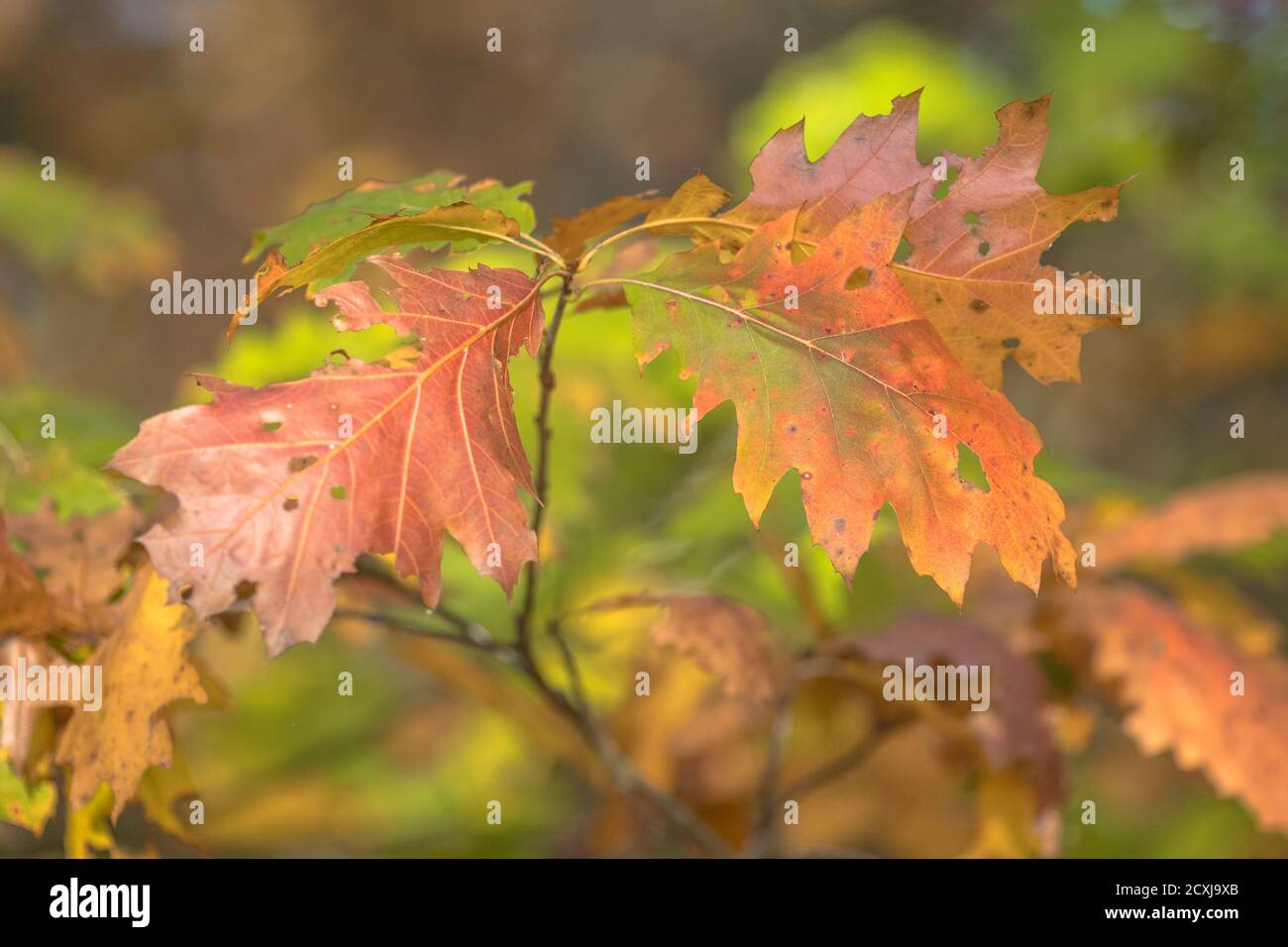 Hell Grün, Braun, Rot und Orange farbige amerikanische Eiche (Quercus rubra) Blätter im Herbst Saison Stockfoto