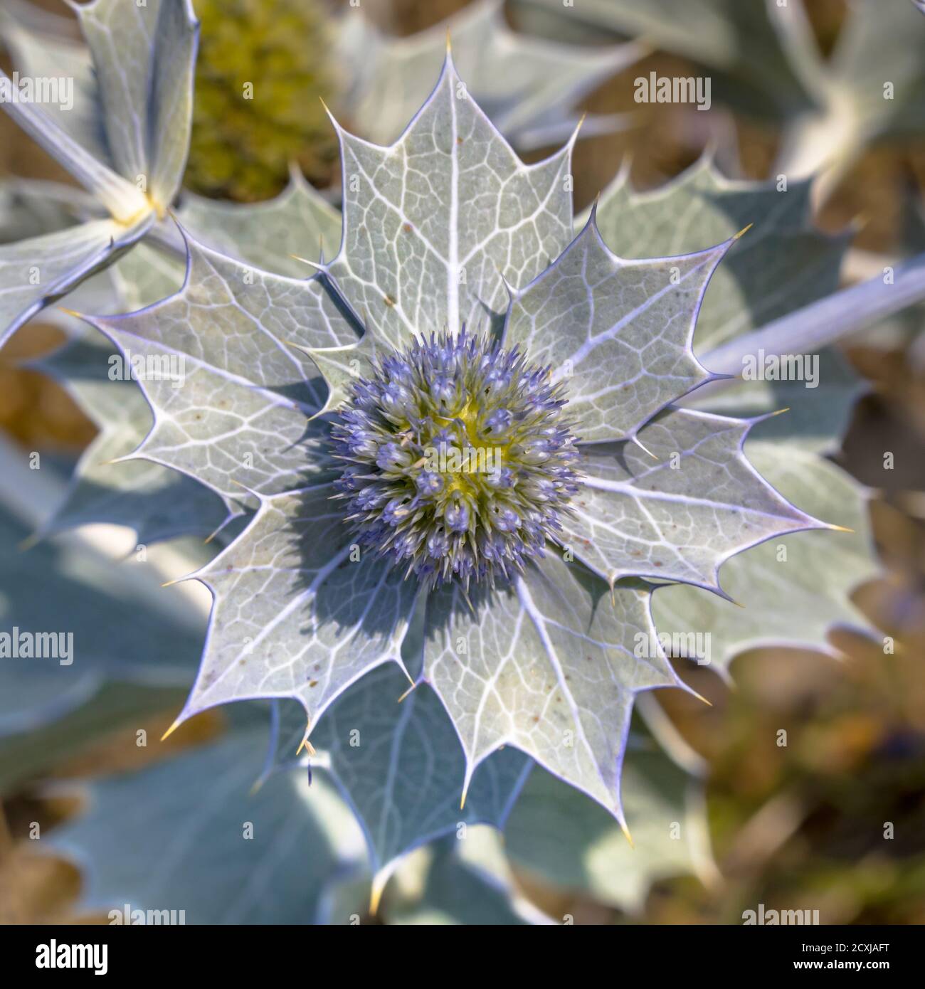 Meeresgeryngo (Eryngium maritimum) Blume aus nächster Nähe wächst in der natürlichen Umgebung in den Dünen Der Waddensea Insel Ameland Stockfoto