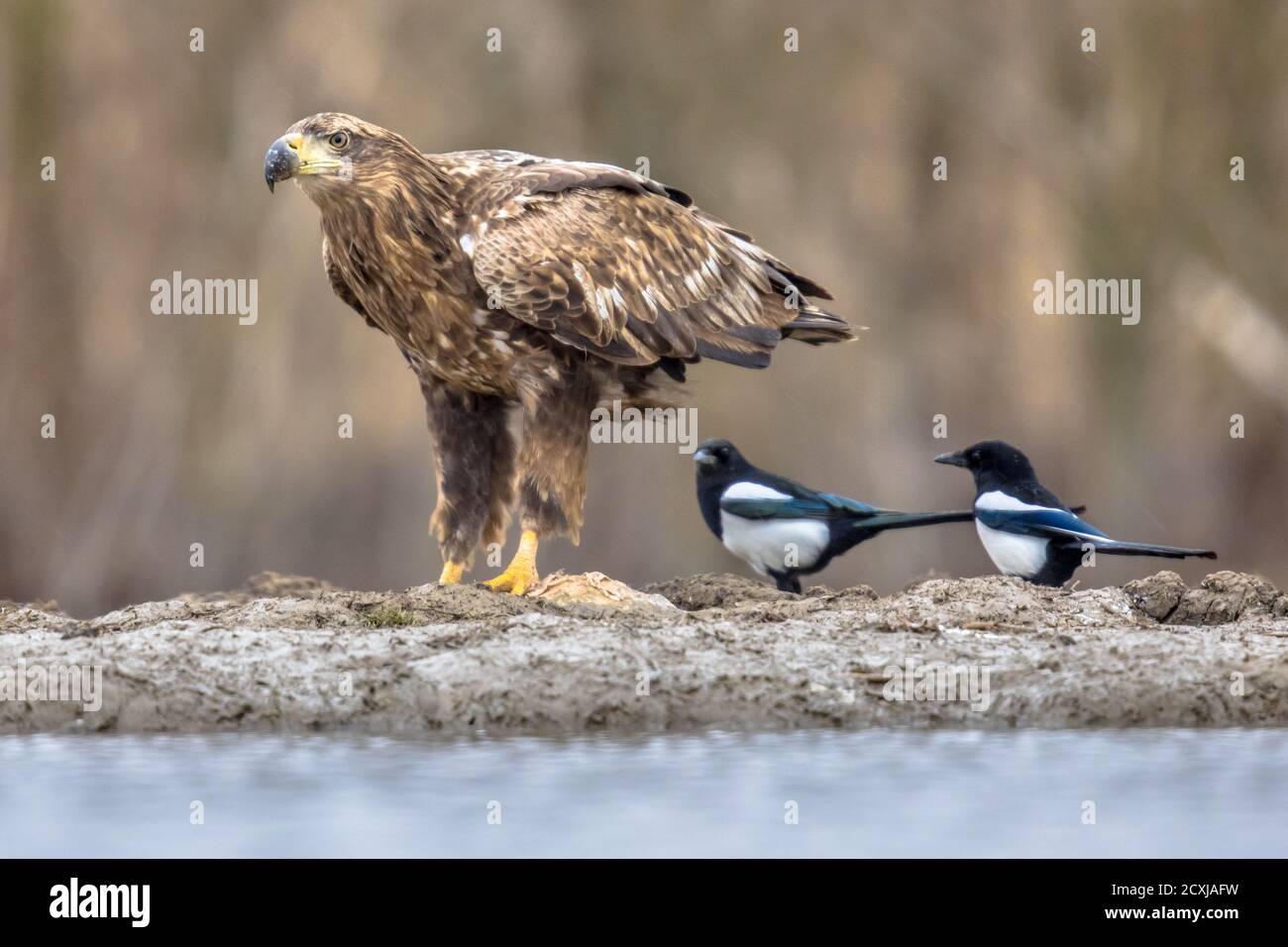 Weißwedeladler (Haliaetus albicilla), der Fische mit Magpien (Pica pica) am Csaj See, Kiskunsagi Nationalpark, Pusztaszer, Ungarn isst. Feb Stockfoto