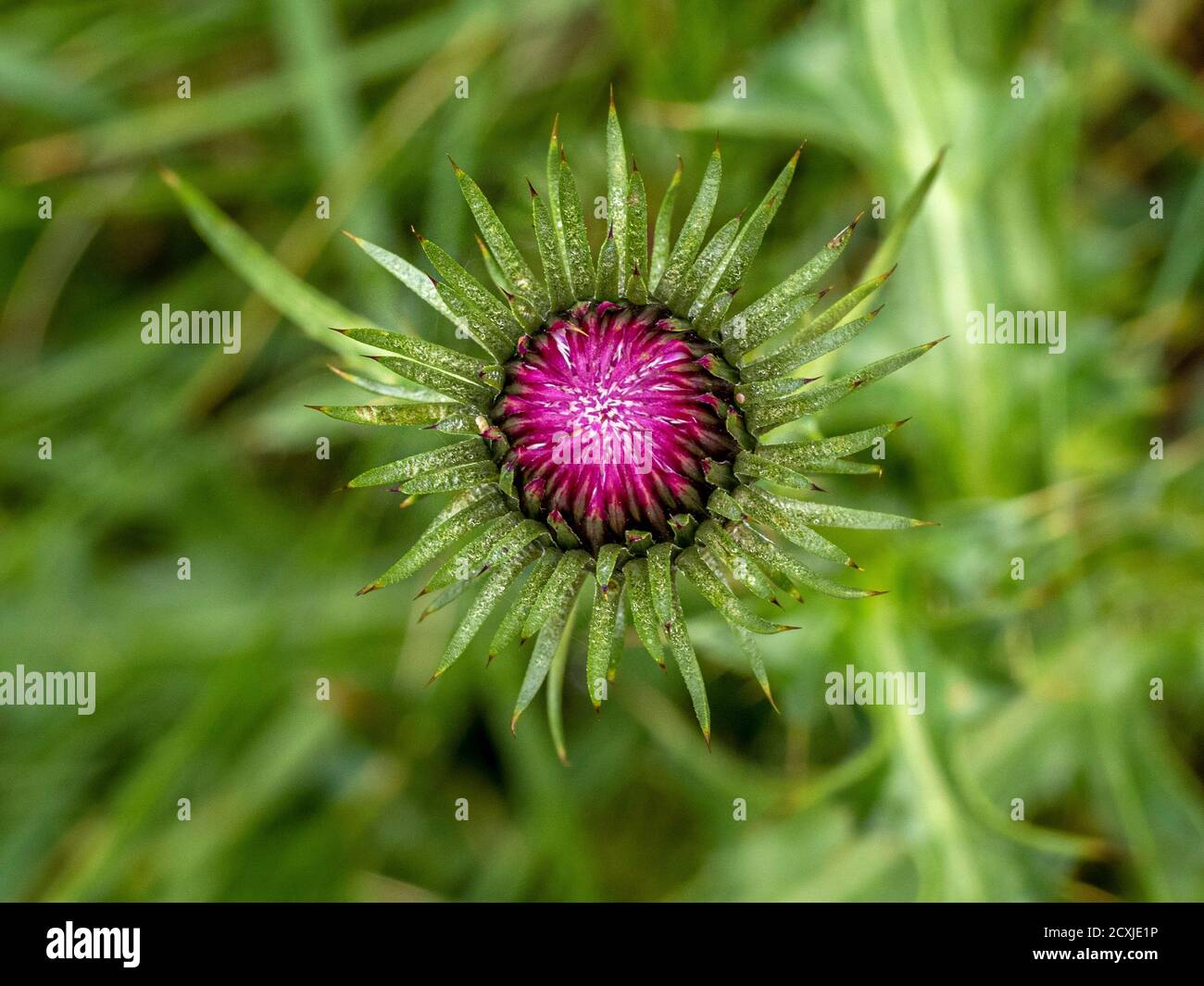 Cardoon Blume Nahaufnahme Makro Stockfoto