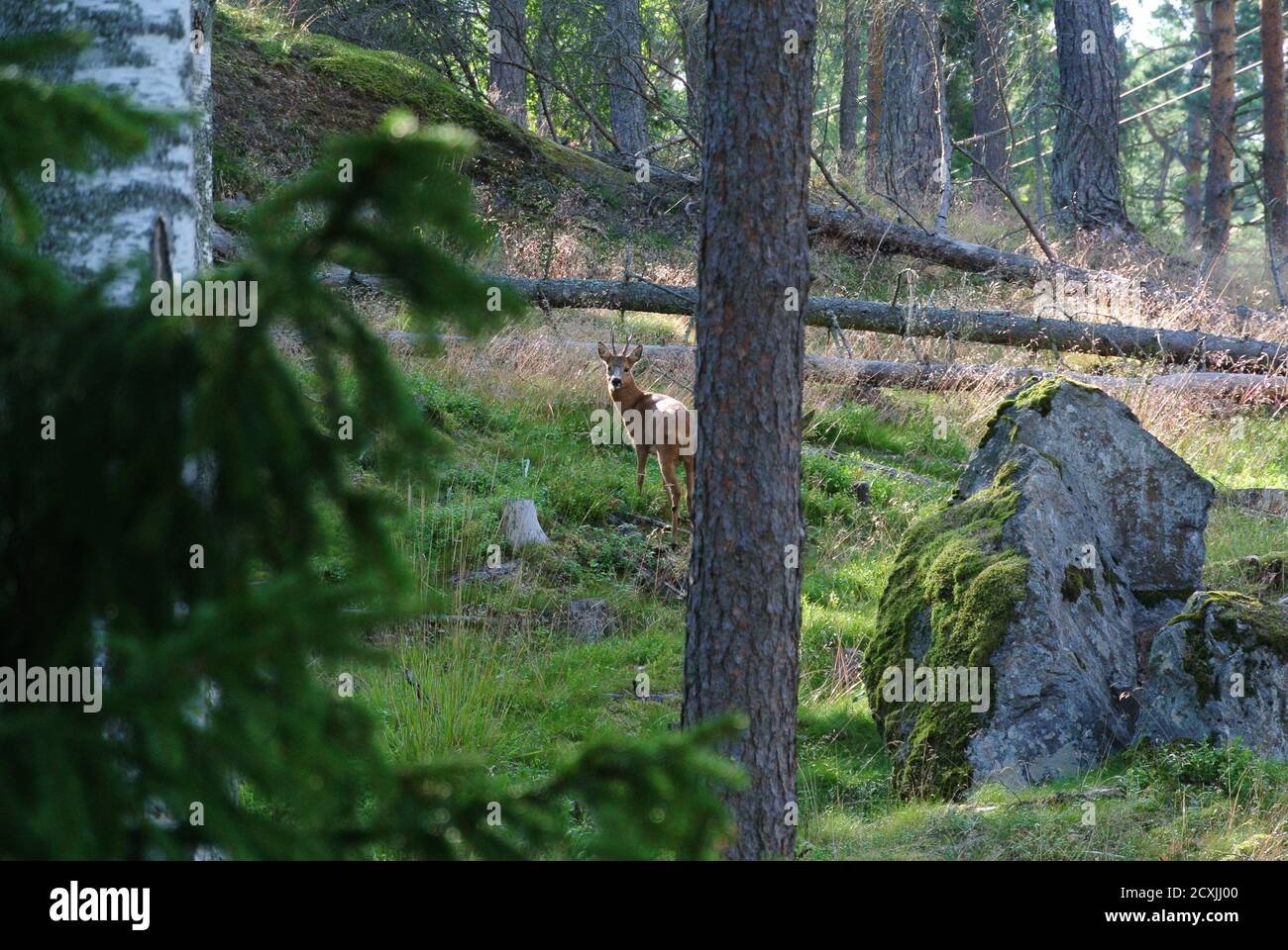 kirkkonummi Camping, Finnland Stockfoto