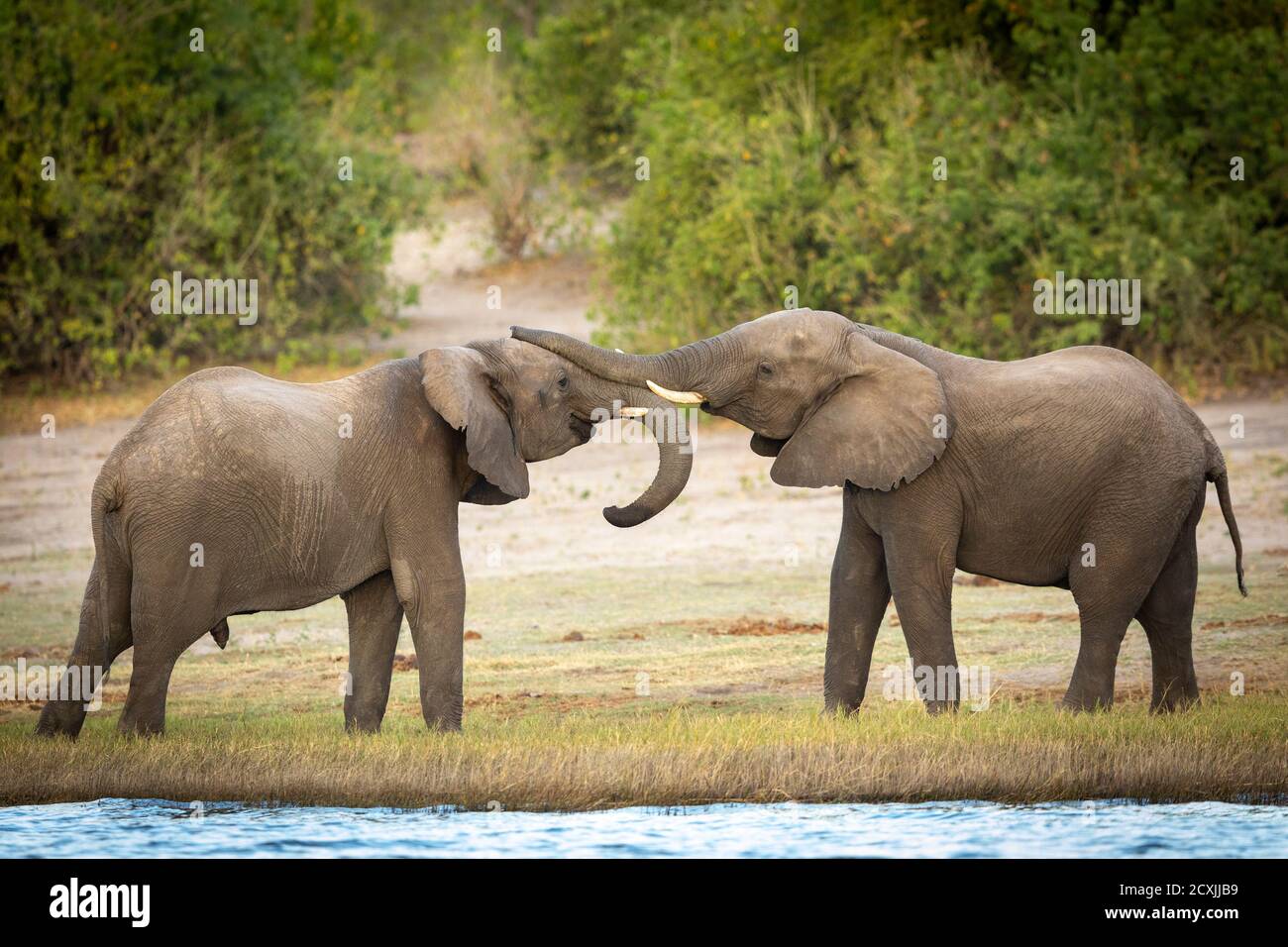 Zwei junge Elefanten spielen am Rande des Chobe River In Botswana Stockfoto