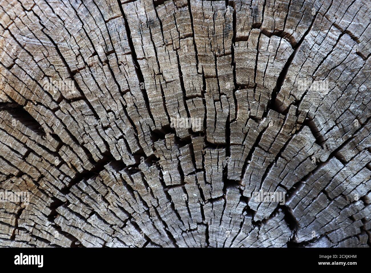 Wunderschöner alter Stumpf. Holzstruktur. Abstrakte Baumscheibe mit Rissen und Kratzern Stockfoto