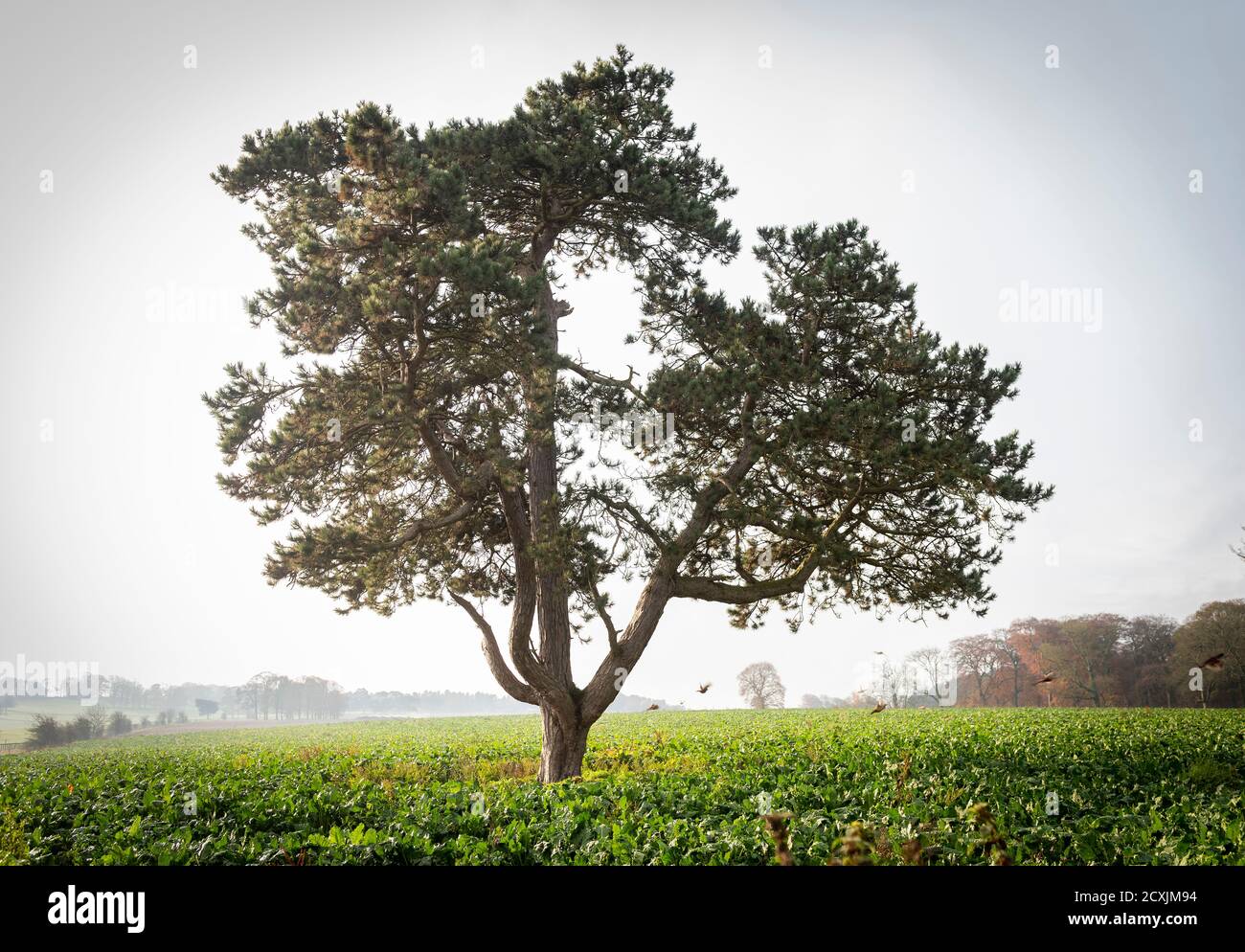 Ein schöner Baum auf dem Bretton Hall Estate, Teil des Yorkshire Sculpture Park in der Nähe von Wakefield, Großbritannien Stockfoto