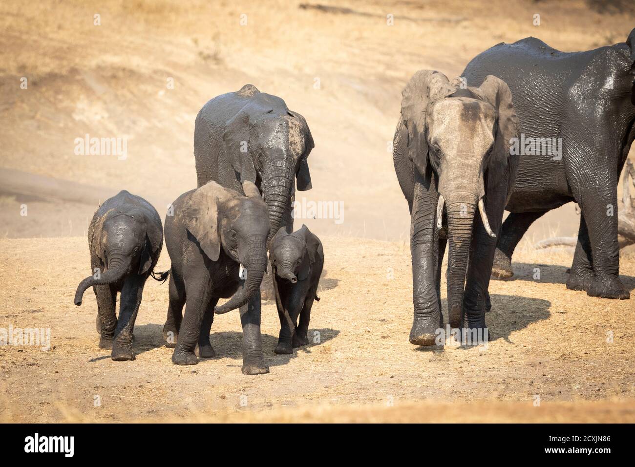 Elefanten mit nassem Schlamm bedeckt, wandern im trockenen Flussbett Im Kruger Park in Südafrika Stockfoto