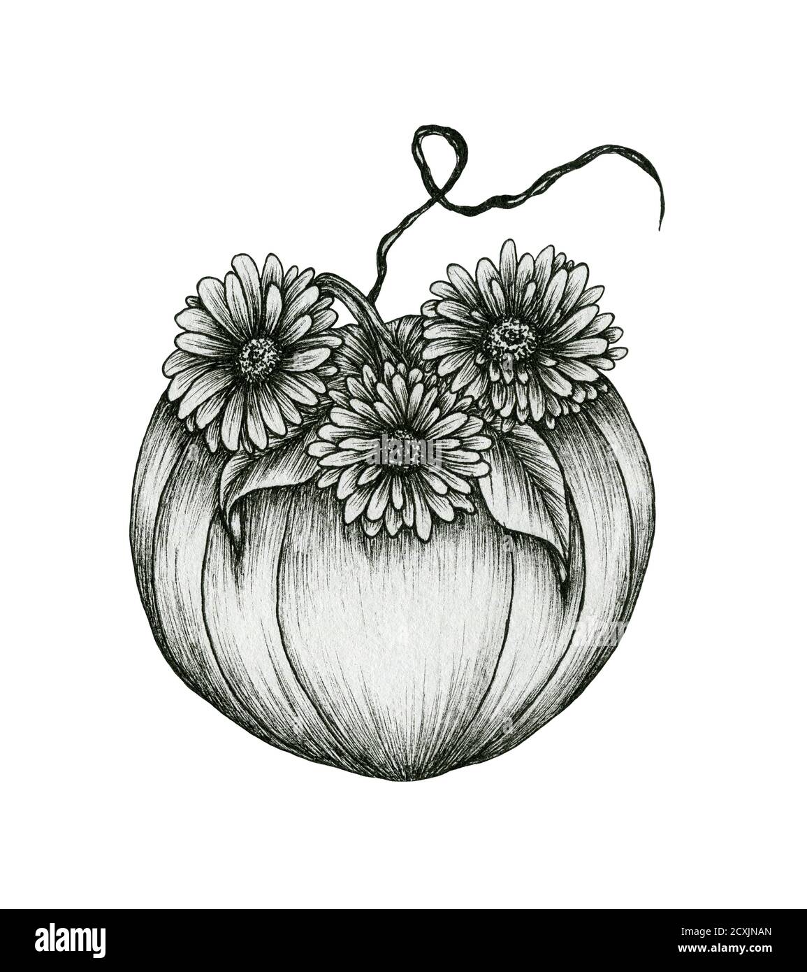 Tusche florale Kürbiskunst isoliert auf weiß, handgezeichnete Herbstillustration mit Kürbis und Gerberas Blume, schwarzer Blumenzeichnung und Vintage-Kürbis Stockfoto