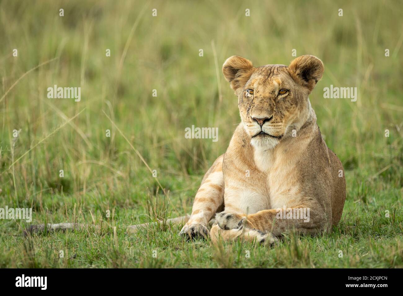 Weibliche Löwin, die in grünen Ebenen von Masai Mara liegt Mit ihrem Gesicht in Kenia mit kleinen Fliegen bedeckt Stockfoto
