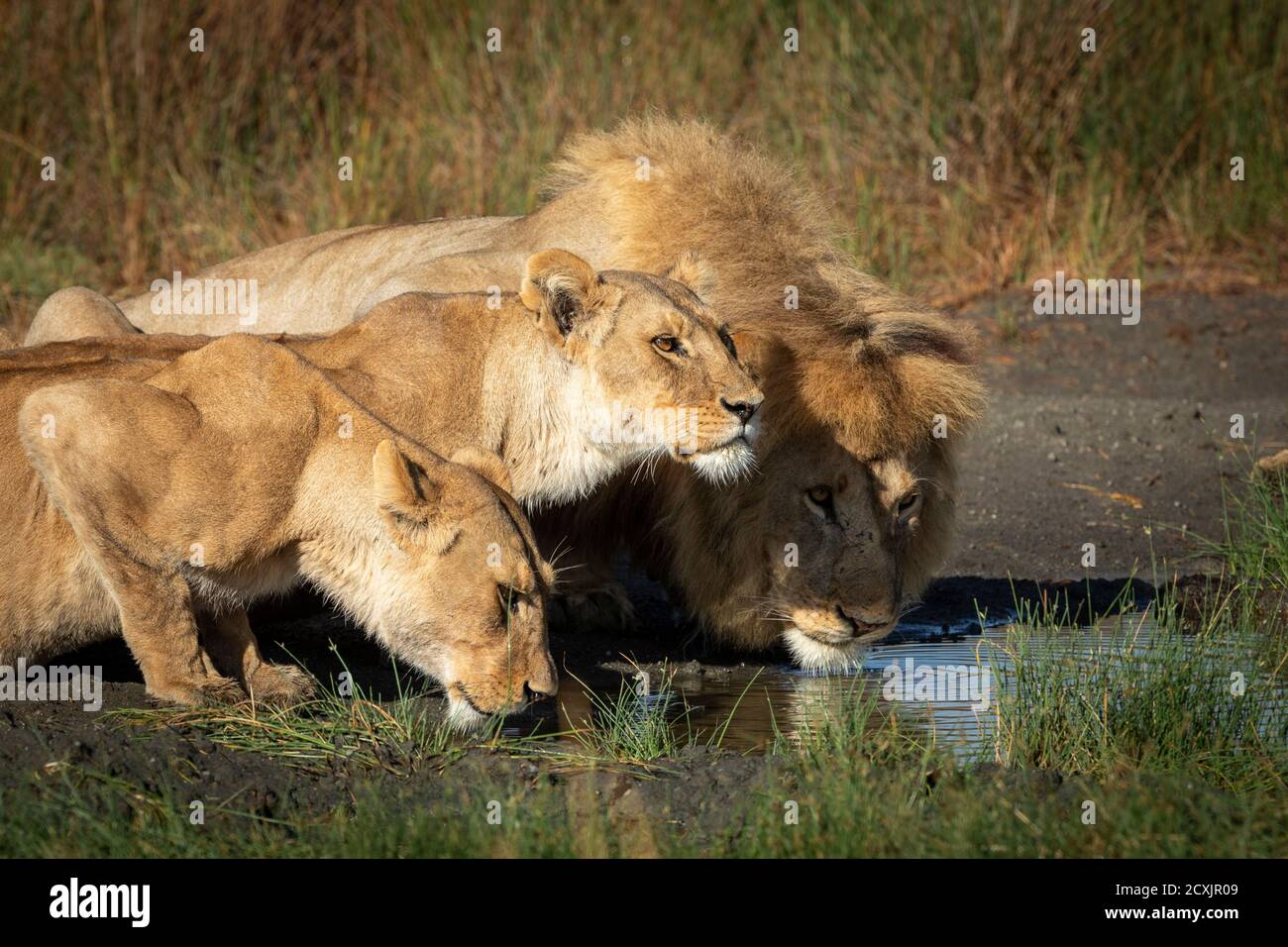 Zwei Löwinnen und ein männlicher Löwe trinken zusammen Wasser hinein Ndutu in Tansania Stockfoto
