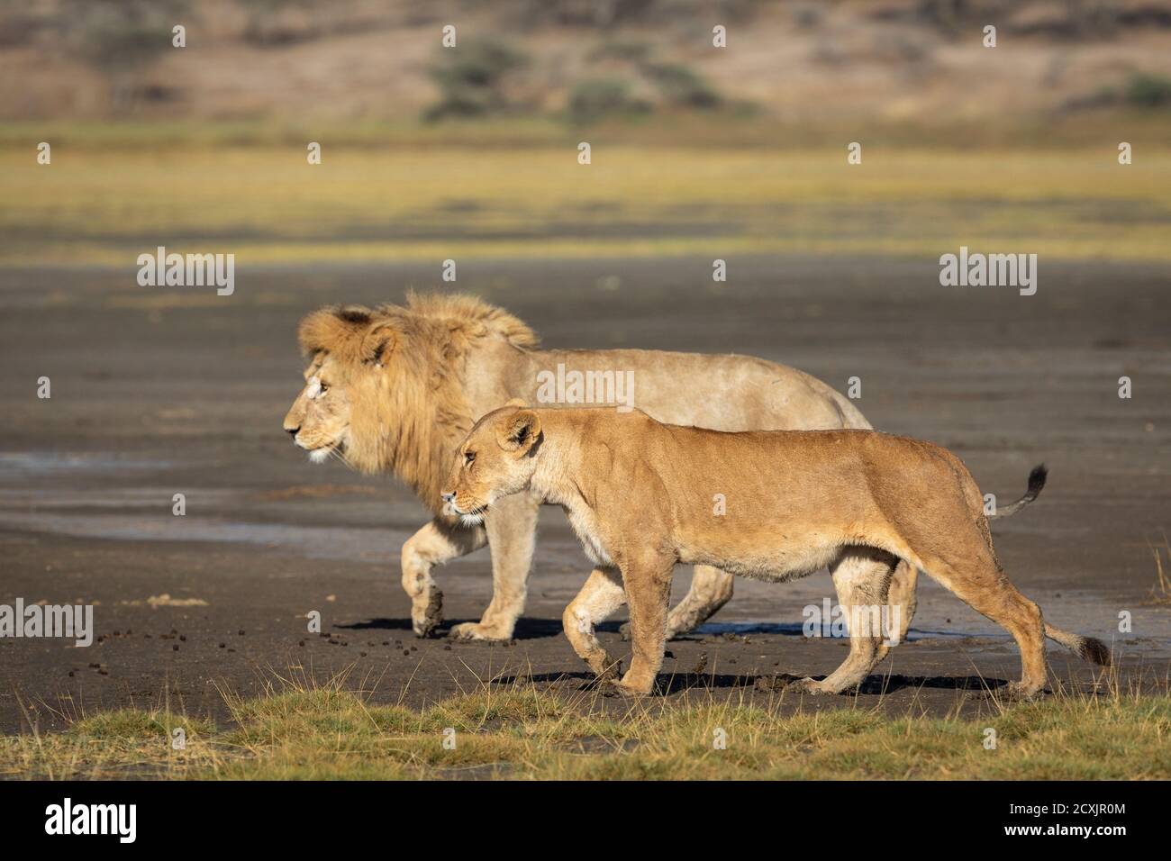Paarige Löwen, die nebeneinander in gehen Ndutu in Tansania Stockfoto