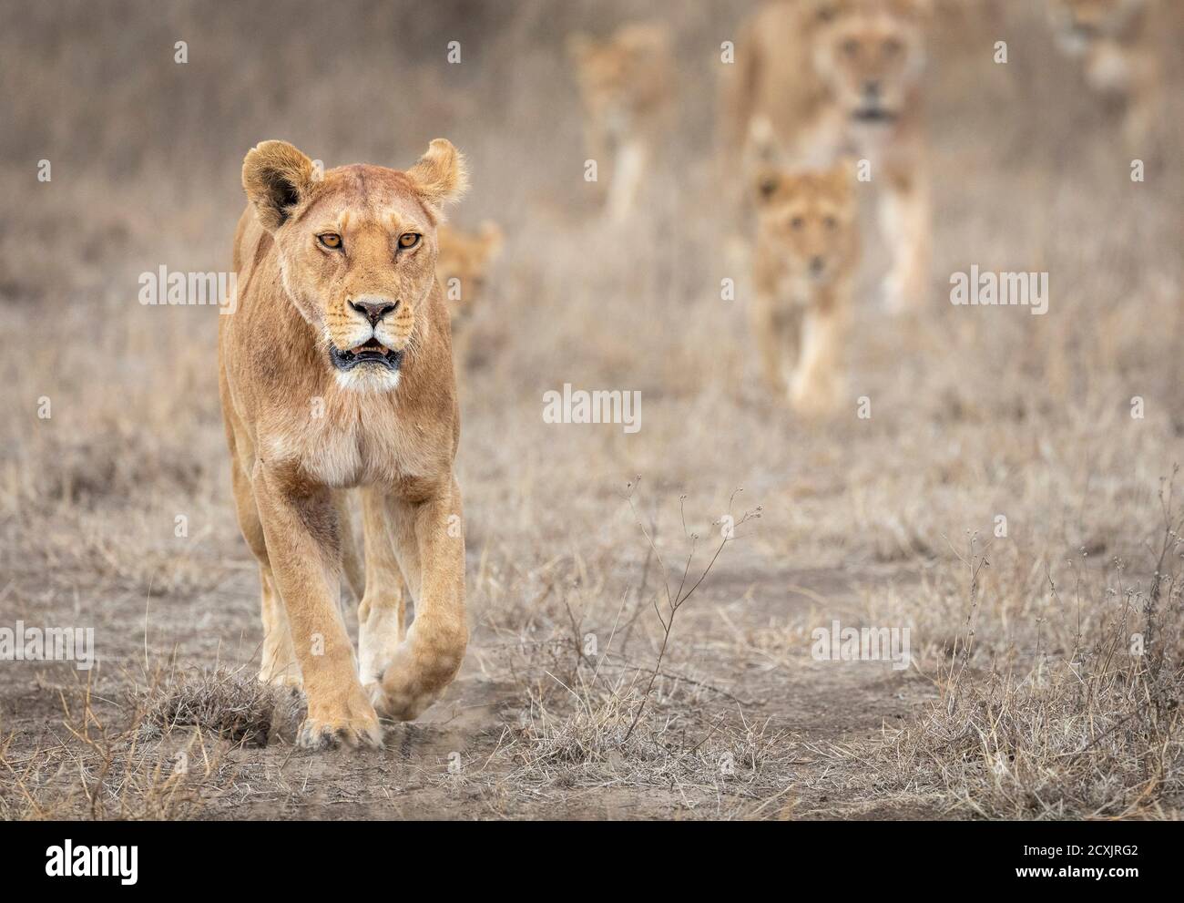 Löwin führt einen Löwenstolz durch einen trockenen Busch In Ndutu in Tansania Stockfoto