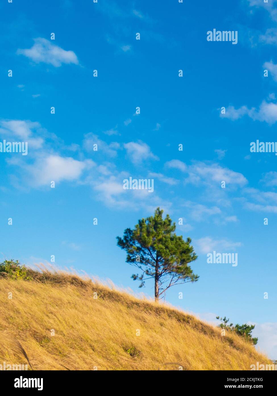 Einstehender Baum hoch auf einem Hügel, Mount ULAP, Benguet, Philippinen Stockfoto