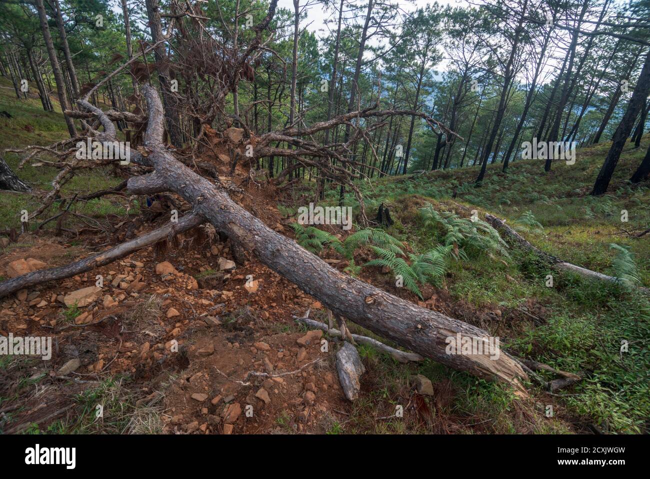 Wald in Mount ULAP, Benquet, Philippinen Stockfoto