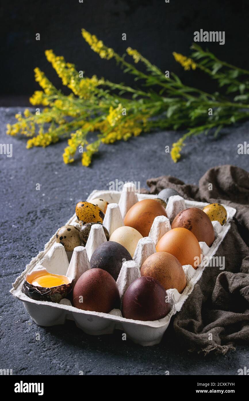 Braun und grau gefärbt Hühner und Wachteln Ostereier in Pappschachtel mit Eigelb, gelbe Blüten, Sackleinen Lappen über schwarze Betontextur Hintergrund. COP Stockfoto