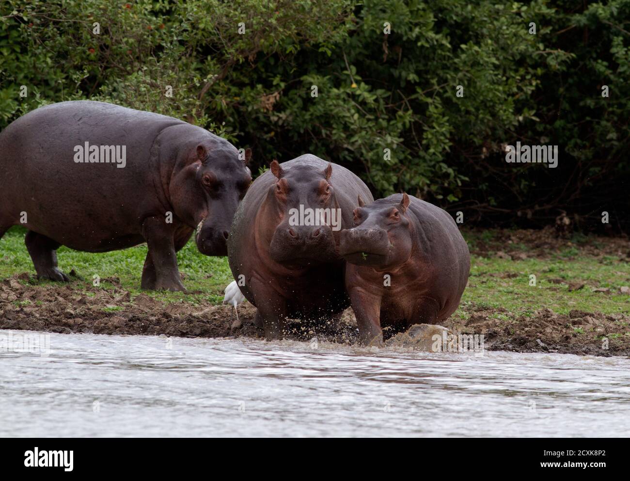 Während der kühleren Trockenzeit kommt Hippopotamus auf Zu den neu exponierten Sandbänken, um sich in der zu sonnen Wärmende Sonne und entspannen Sie sich während des Tages Stockfoto