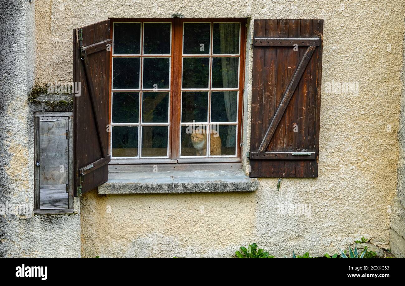 Ingwer und weiße Katze mit Fensterläden, Ariege, französische Pyrenäen Stockfoto