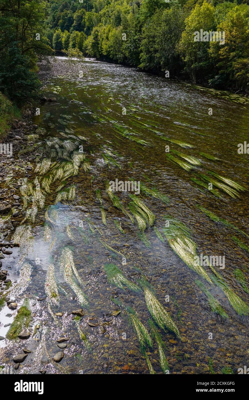 Grünes Unkraut fließt mit der Strömung, Ariege River, Ariege, Frankreich Stockfoto