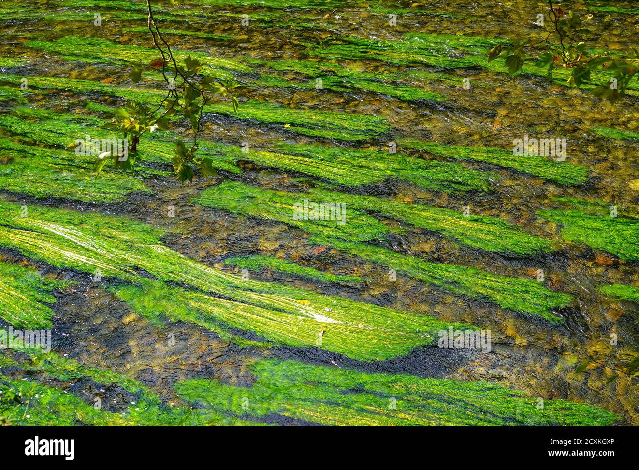 Grünes Unkraut fließt mit der Strömung, Ariege River, Ariege, Frankreich Stockfoto