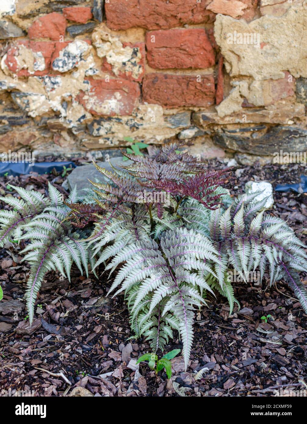 Athyrium niponicum var Pictum, japanischer Farn, Burgunderspitze.  Nahaufnahme silbrig-grner Wedel mit violetten Stielen in einem Garten  Stockfotografie - Alamy