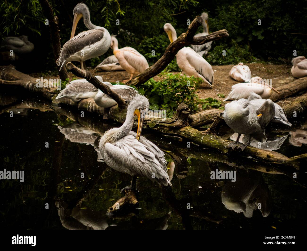 Nette Vögel haben eine schöne Zeit im ZOO. Ausruhen und Warten auf das Mittagessen. Stockfoto