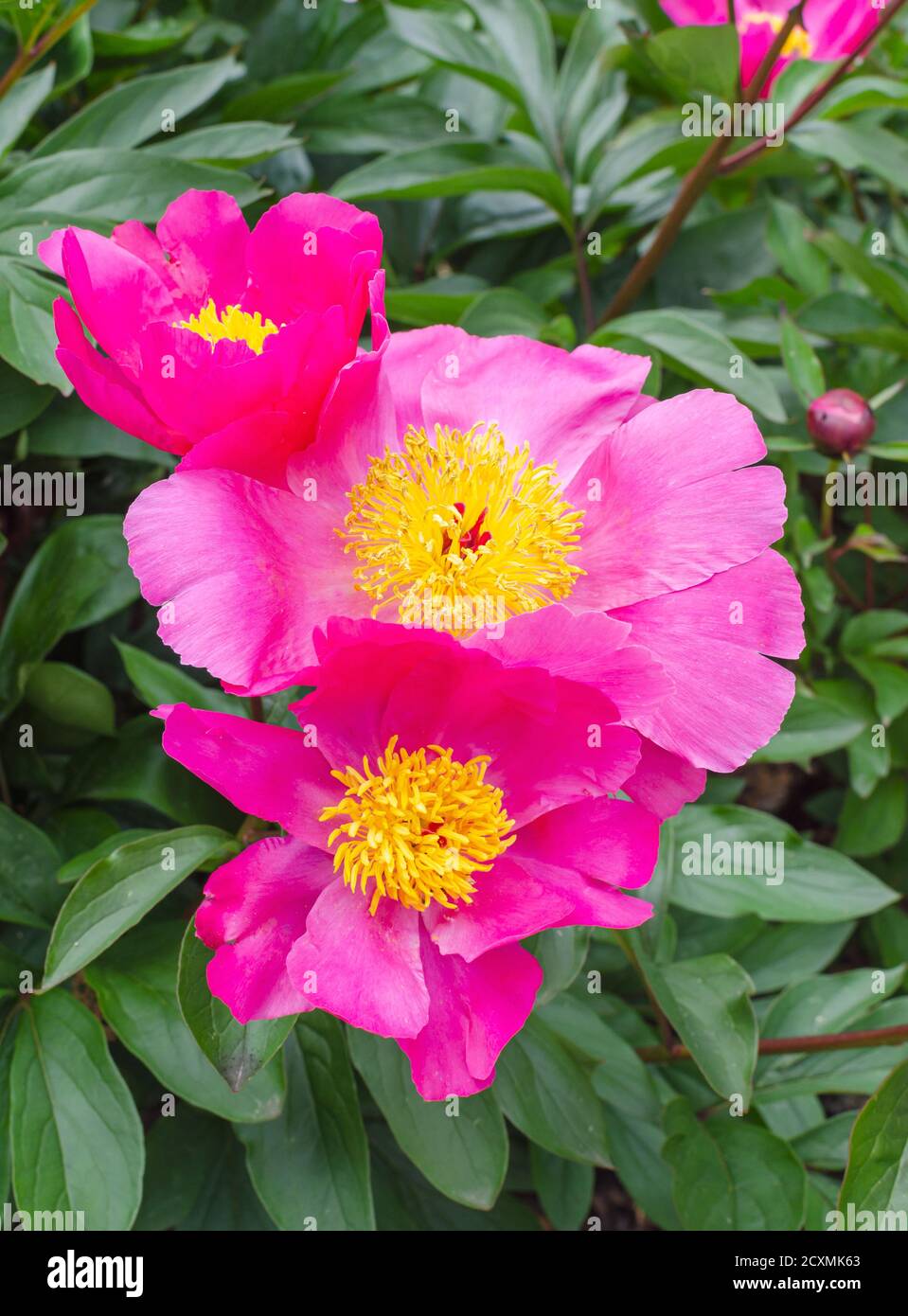 Pinke chinesische Pfingstrose mit leuchtend gelben mittleren Blütenblättern. Paeonia lactiflora 'Thoma' 1919, in der Botanik in Polen. Stockfoto