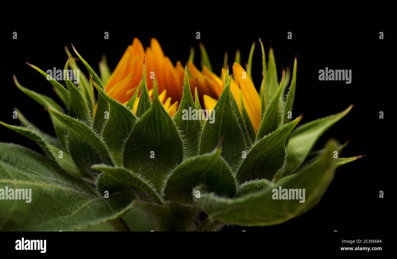 Ungeöffnete Sonnenblume isoliert auf schwarzem Hintergrund Stockfoto