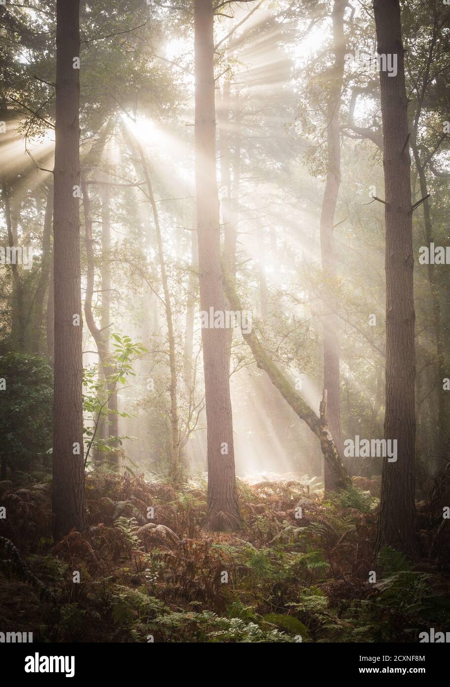 Lebendige Lichtwellen durch Nebel, der auf Farnen in einer Waldlichtung auffängt. Ein nebliger herbstlicher Morgen in einem englischen Wald. Stockfoto