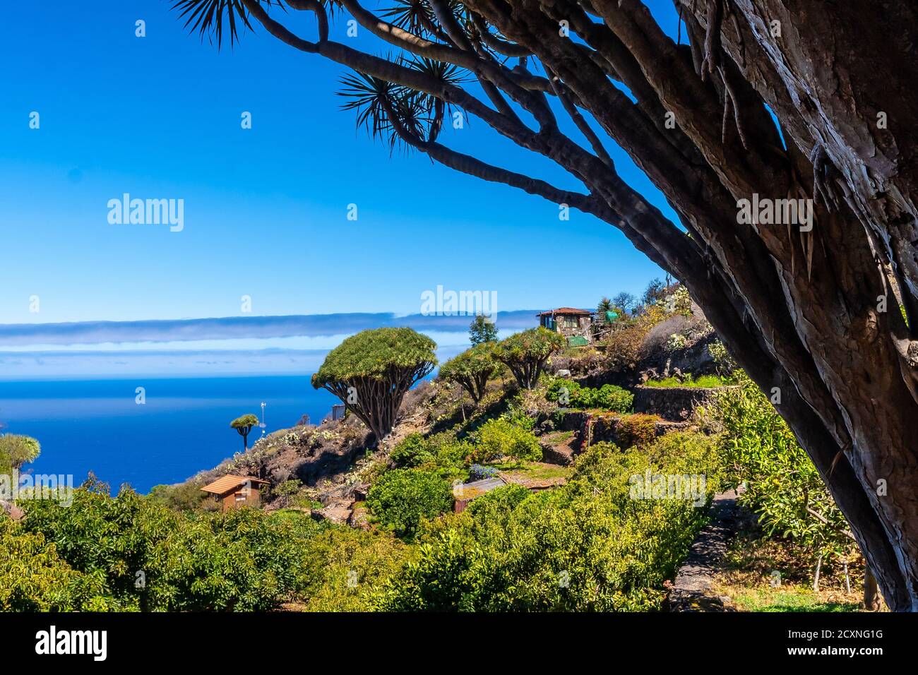 Las Tricias Trail und seine schönen Drachenbäume in der nördlich der Insel La Palma Stockfoto